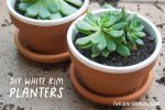 Small terracotta plant pots with white hand painted rim.